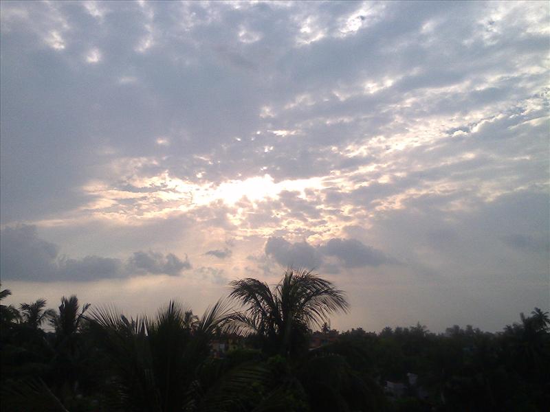 coconut trees and evenin sky